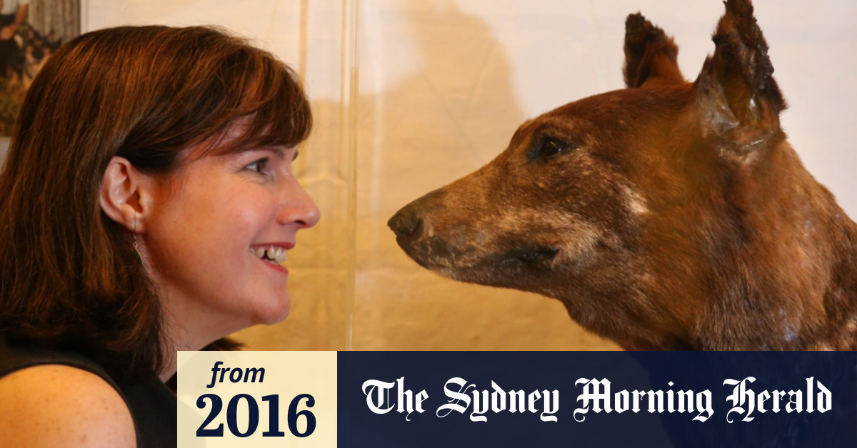 The tale of Tess, the first police dog, is the dogged, coldnosed